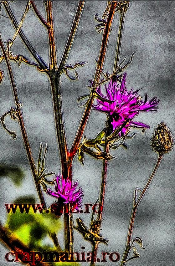 Boiliesmania 2013  (2) - 1031575hdrmode2-2.jpg